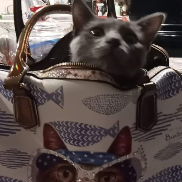 Meet your Posher, Thais - Picture 1 of 1